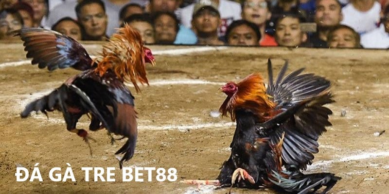 Bí kíp chơi đá gà tre Bet88 ít người biết