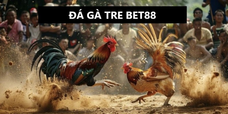 Đá gà tre Bet88 và lý do được yêu thích