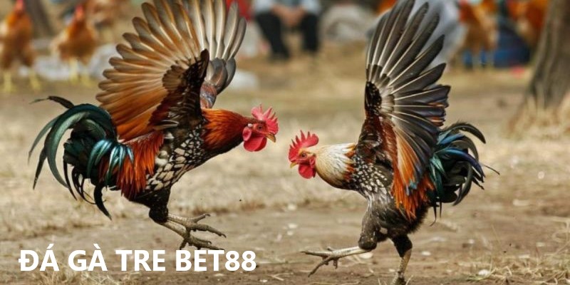 Đá gà tre Bet88